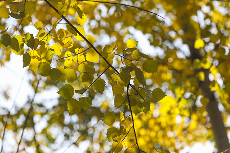 黄色小树叶剪影树叶留白简约背景