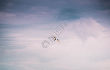 白鹭ps素材飞翔在空中的鸟背景