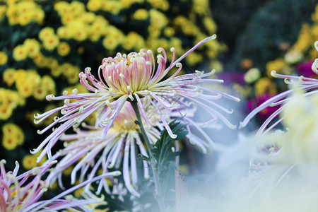 西湖菊花展大明湖的秋季菊花展背景