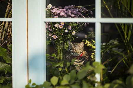 晒太阳猫秋日里晒太阳的猫背景