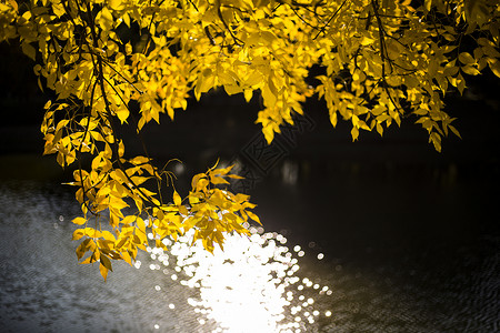 自然光晕光影的秋叶背景