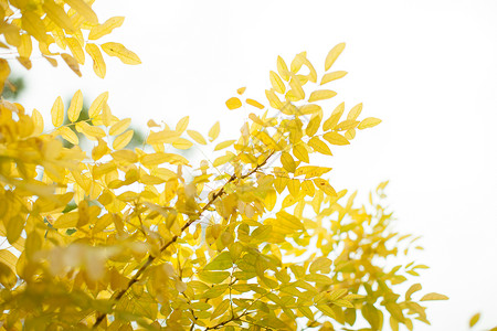 秋天的逆光树叶背景图片