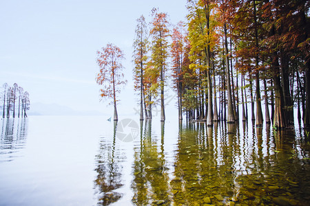 枫叶素材照片水中枫林背景