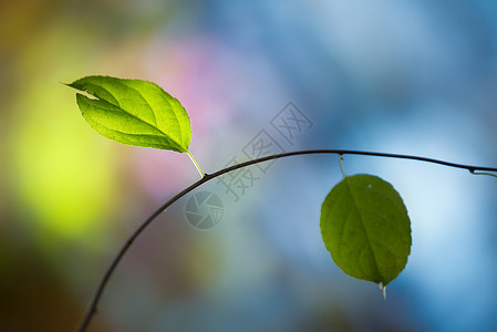 炫光背景素材两片绿色的叶子背景