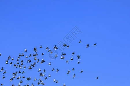 天空中成群鸽子背景图片