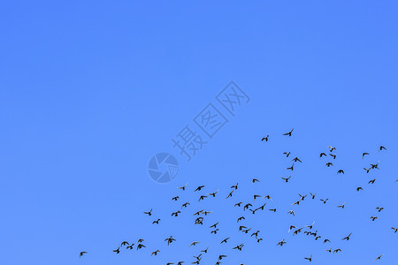天空中成群鸽子高清图片