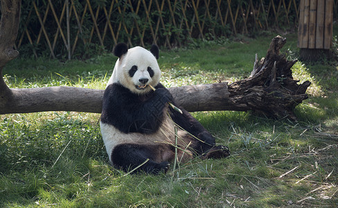 臭氧层保护日可爱熊猫吃竹子背景