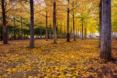 秋季的小树林银杏树林背景