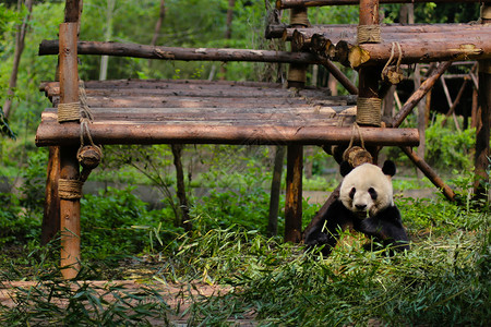 动物园门票四川大熊猫背景