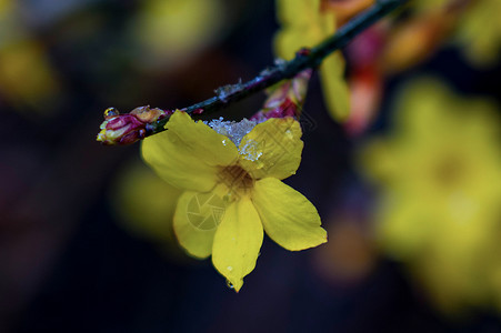 瑞雪迎春迎春花盛开背景