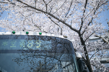 樱花巴士樱花树下的公交车背景