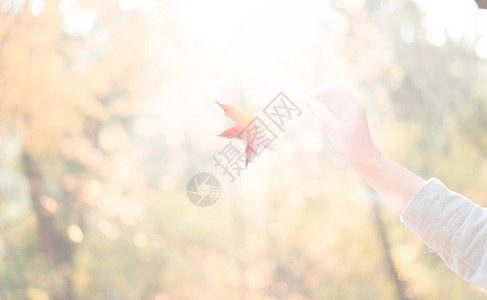 秋日午后暖阳中的枫叶背景图片