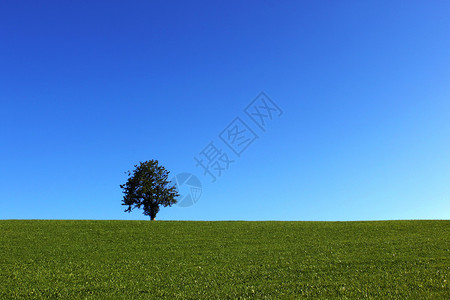 德国田园欧洲德国一棵树的风景背景
