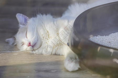 睡着的宠物猫高清图片