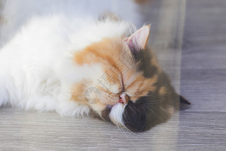 睡着的宠物猫高清图片