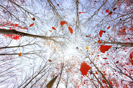树叶掉落树林落叶背景