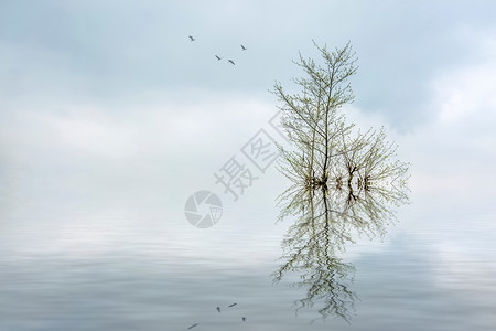 浅灰色抽象超现实湖中的树背景