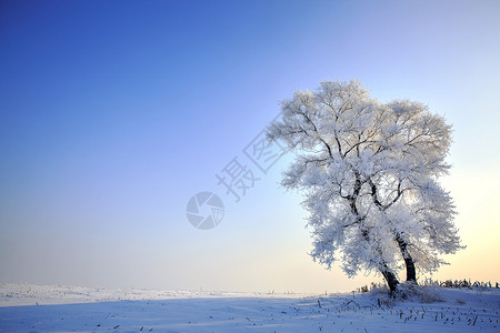  冰雪景观雾凇岛风光背景