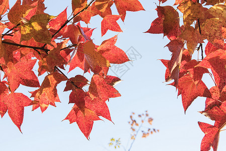 南京秋冬天的红色梧桐叶背景图片