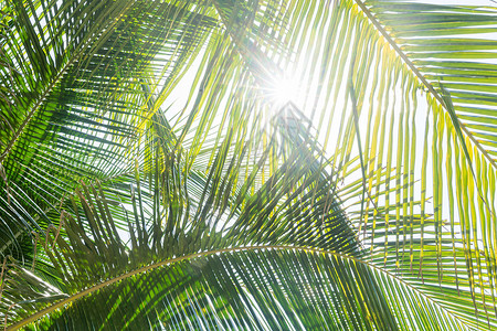 绿色光晕阳光椰树背景
