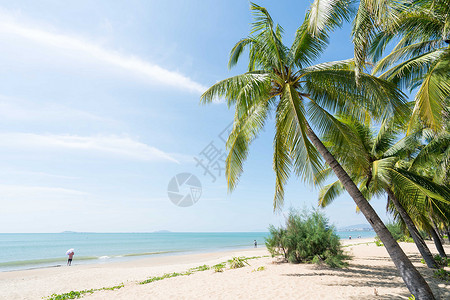 椰林海滩绿色的海高清图片