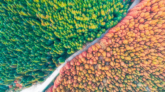 重庆航拍重庆山王坪森林航拍背景