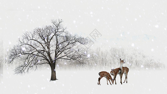 鹿马风雪中的动物背景