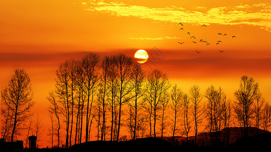 鸟风景夕阳下的唯美黄昏剪影背景