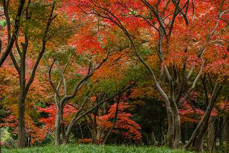 枫叶欧美素材深秋的红树林背景