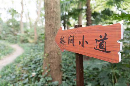 木头路牌林间小道公园指示牌背景