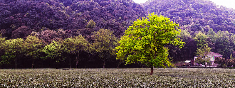 草原旅行海报山脉草原树木简约背景背景