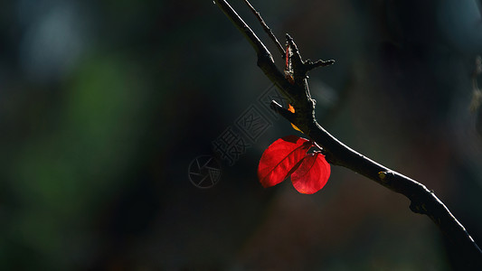 冬天树枝上的红叶背景图片