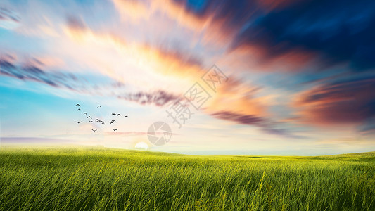 巧影飞鸟素材夕阳下的草原景色背景