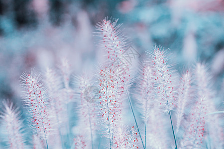 抽象花朵素材梦幻唯美狗尾巴草背景