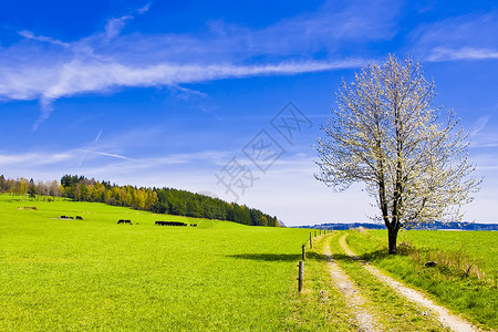 秋天林下不知春草地上的树背景