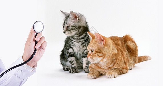 小猫看病宠物医生设计图片