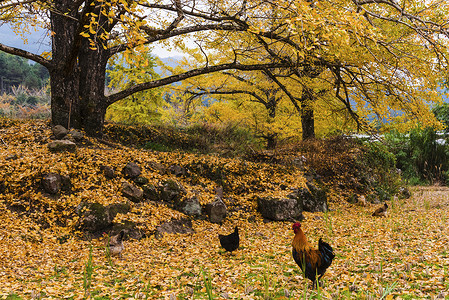 秋之颂自然美雄鸡高清图片
