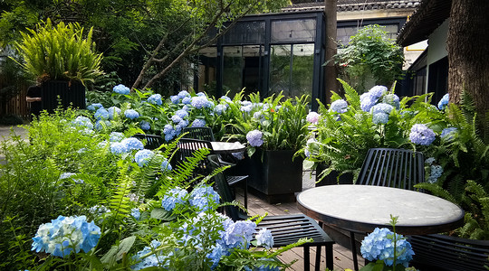 蓝色花朵扇子开满绣球花花朵的庭院背景