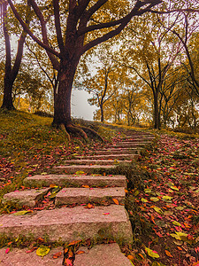 石来运转装饰画秋天的树林背景