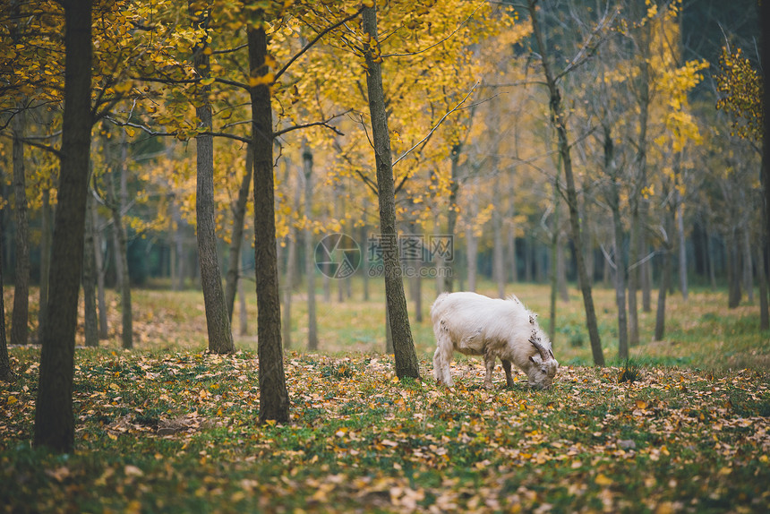 湖州银杏林里的山羊图片