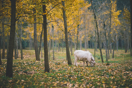 立秋美景湖州银杏林里的山羊背景