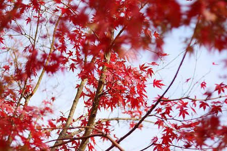 红色的枫叶背景图片