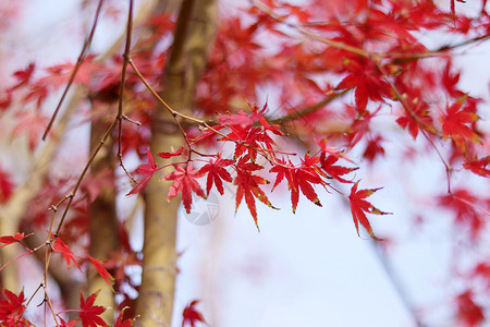 红色的枫叶天平山红枫高清图片