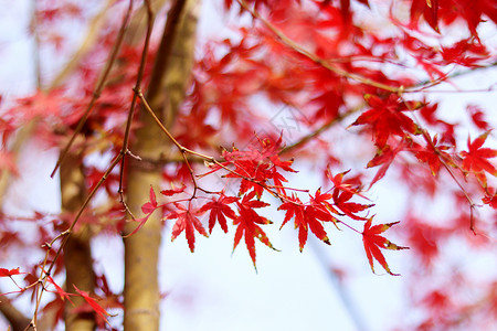 红色的枫叶天平山红枫高清图片