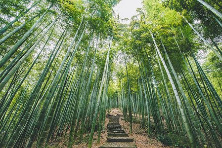中国大竹海竹林清新的绿竹子高清图片