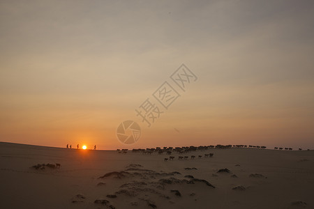 夕阳下沙漠上放牛的队伍背景图片