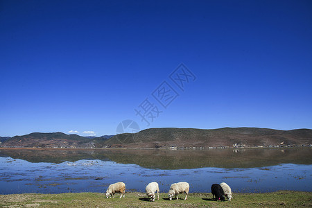 草原牛羊成群高清图片