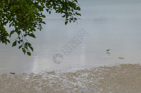 海边小鸟在觅食背景图片