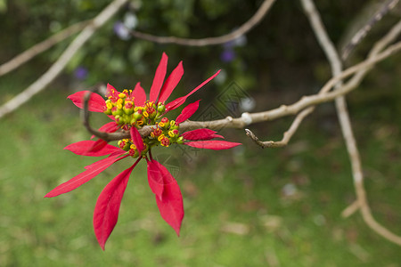红色凤凰花背景图片