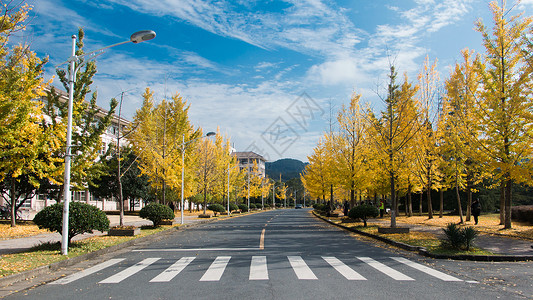 秋天的银杏大道高清图片
